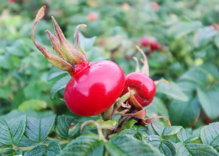 Radojka - 75m From The Sea By Interhome